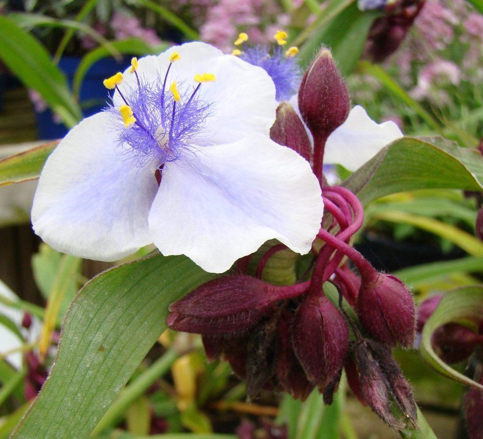 Tradescantia andersoniana 'Merlot Clusters'